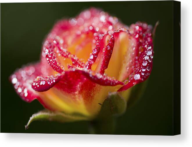 Rose Canvas Print featuring the photograph Jewels by Priya Ghose
