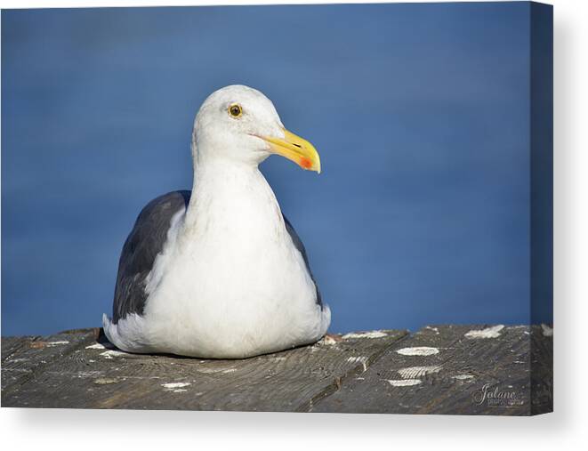 Seagull Canvas Print featuring the photograph Jonathan by Jody Lane