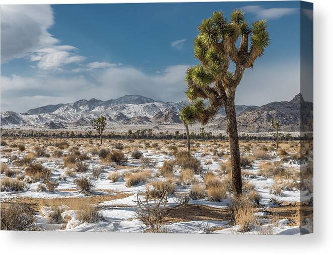 Big Sky Canvas Print featuring the photograph Josgua Tree in Snow by Peter Tellone