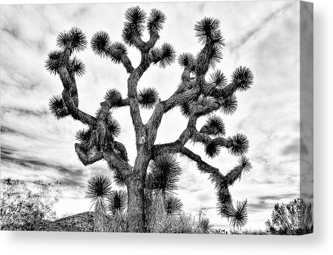 Joshua Tree Canvas Print featuring the photograph Joshua Black and White by Benjamin Yeager