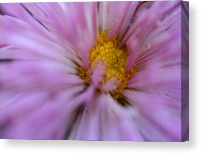 Purple Mum Canvas Print featuring the photograph Peace in the Storm by Wanda Brandon