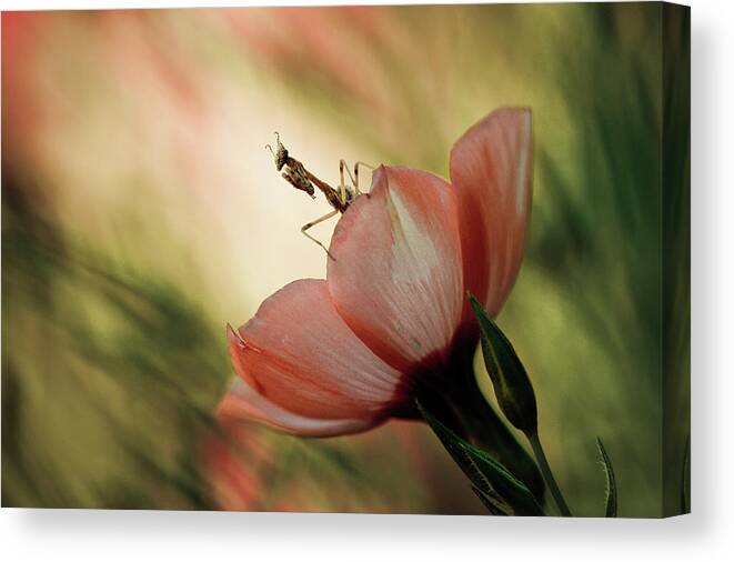 Insect Canvas Print featuring the photograph Juliet On The Balcony by Fabien Bravin