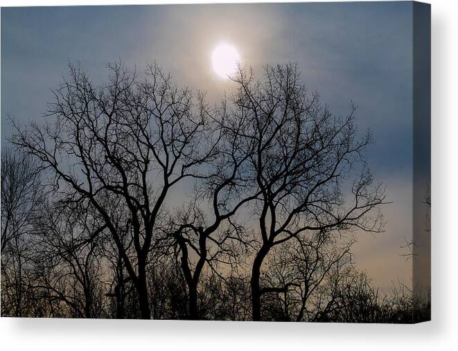 Tree Silhouettes Canvas Print featuring the photograph Jump Ball-2-LR by Kathleen Scanlan