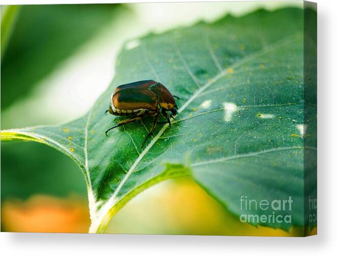Cotinis Nitida Canvas Print featuring the photograph June Bug by Paul Mashburn