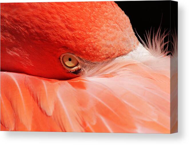 Flamingo Canvas Print featuring the photograph Just a Peek by Theo OConnor