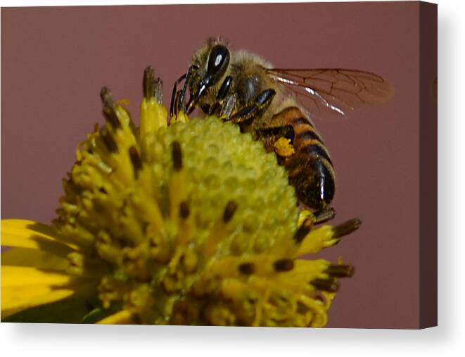 Bee Canvas Print featuring the photograph Just Bee by Brad Thornton