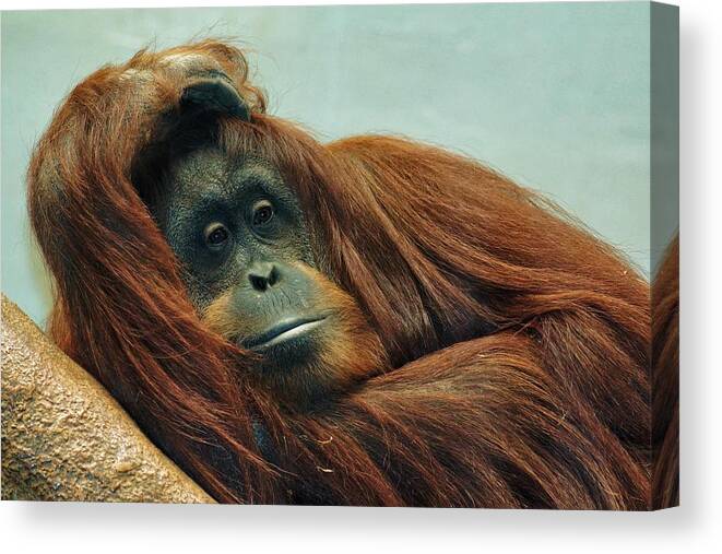 Orangutan Canvas Print featuring the photograph Just Hanging Around by Jean Goodwin Brooks