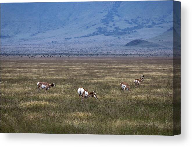 Pronghorn Canvas Print featuring the photograph Just Hanging Out by Renny Spencer