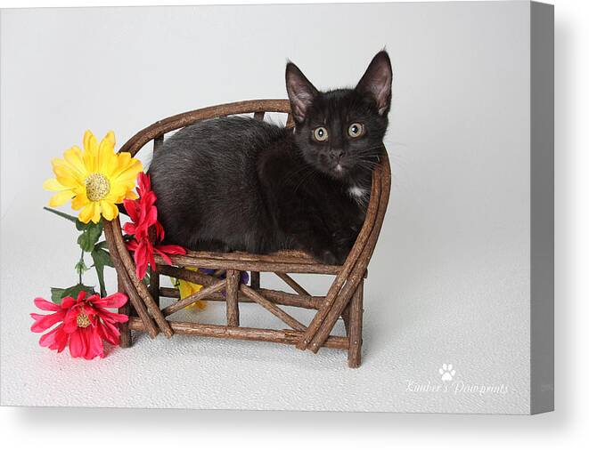 Black Kitten On Bench Canvas Print Canvas Print featuring the photograph Just my size by Kimber Butler