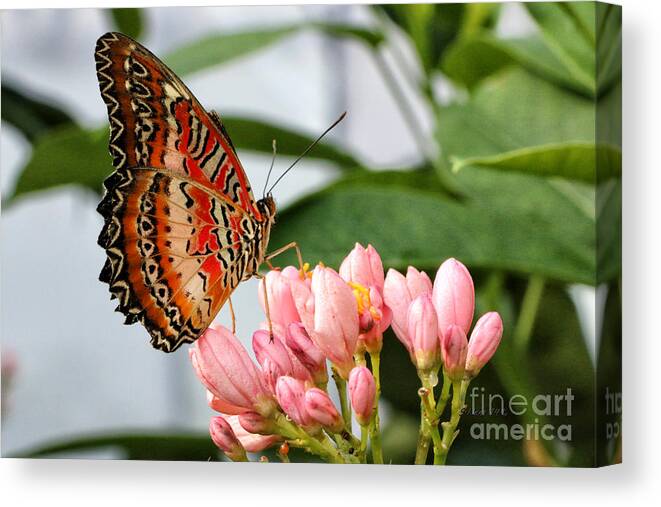Butterfly Canvas Print featuring the photograph Just Pink Butterfly by Shari Nees