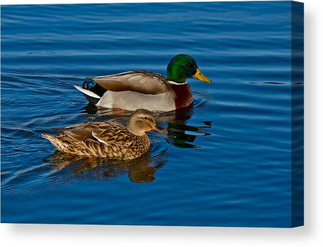 Green Canvas Print featuring the photograph Just Swimming Along by Doug Long