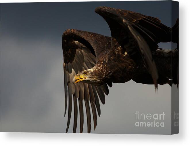 Juvenile Canvas Print featuring the photograph Juvenile bald eagle in flight by Nick Biemans