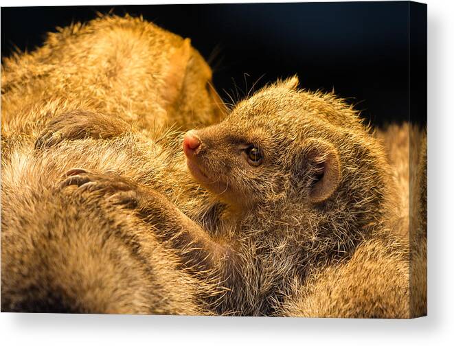 Mongoose Canvas Print featuring the photograph Juvenile Mongoose by Andreas Berthold
