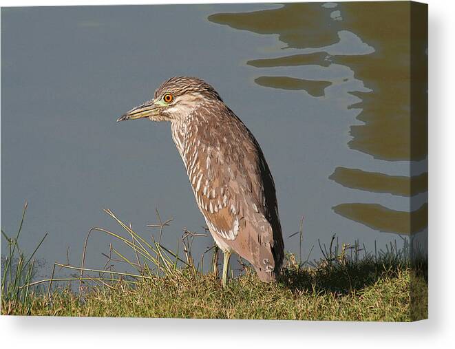 Heron Canvas Print featuring the photograph Juvenile Night Heron by Bob and Jan Shriner