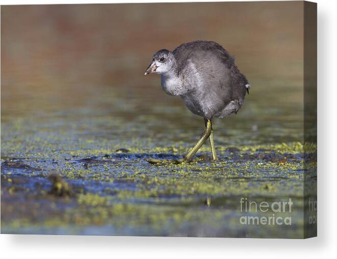 American Coot Canvas Print featuring the photograph Juvi Coot by Bryan Keil