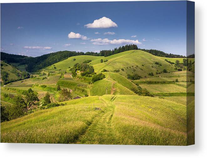 Scenics Canvas Print featuring the photograph Kaiserstuhl Summer Landscape by Dennis Fischer Photography