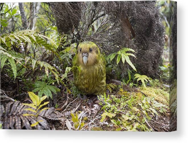Tui De Roy Canvas Print featuring the photograph Kakapo Male In Forest Codfish Island by Tui De Roy