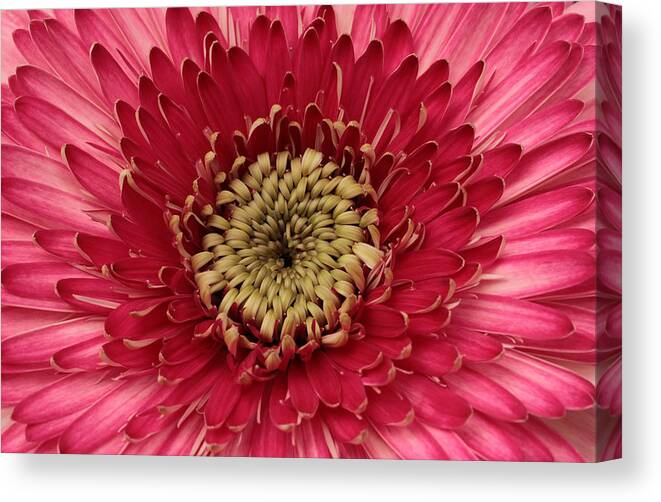 Connie Handscomb Canvas Print featuring the photograph Pink Petal Universe by Connie Handscomb