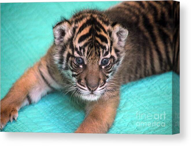 Cub Canvas Print featuring the photograph Kali at 4 weeks by Frank Larkin