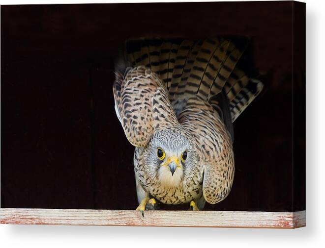 Kestrel Canvas Print featuring the photograph Kestrel ready to go by Torbjorn Swenelius