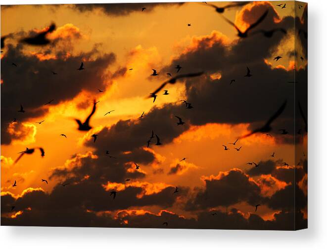 Key West Canvas Print featuring the photograph Key West Sunset with Bokeh Birds by Mr Bennett Kent