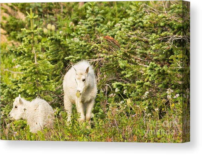 Mountain Goats Canvas Print featuring the photograph Kids in Glacier NP 3 by Natural Focal Point Photography