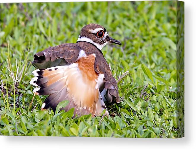 Killdeer Canvas Print featuring the photograph Killdeer 2 Sleight of Wing by Gary Holmes