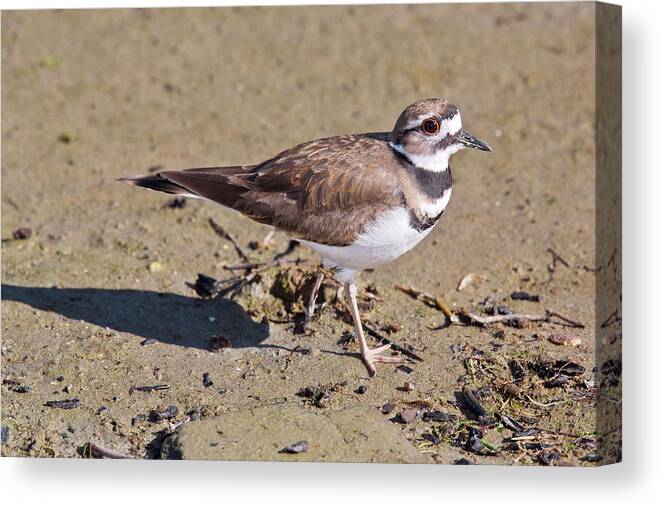 Animal Canvas Print featuring the photograph Killdeer by Bob Gibbons/science Photo Library