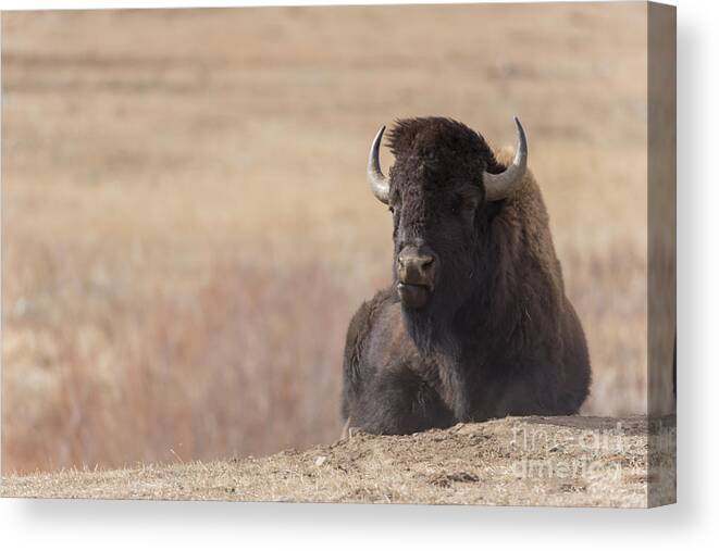 Animal Canvas Print featuring the photograph King of the Hill At Custer State Park South Dakota by Steve Triplett