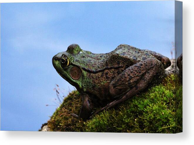 Amphibians Canvas Print featuring the photograph King Of The Rock by Debbie Oppermann
