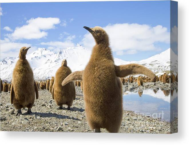 00345959 Canvas Print featuring the photograph King Penguin Chicks by Yva Momatiuk and John Eastcott