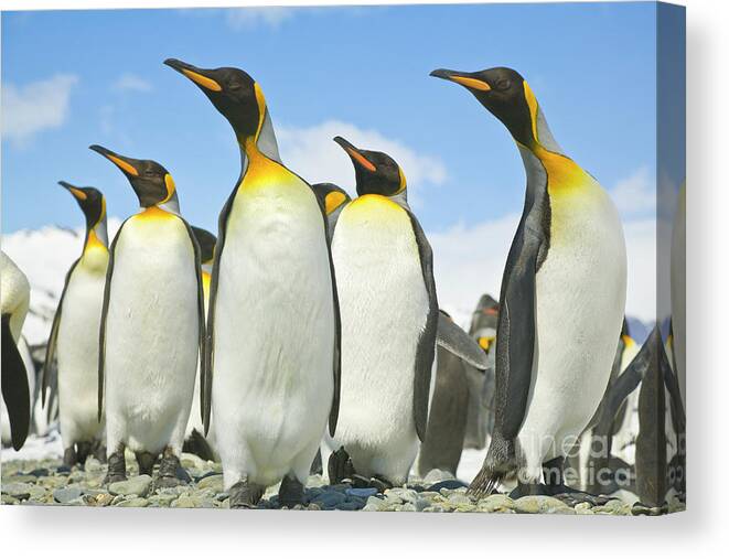 00345968 Canvas Print featuring the photograph King Penguins Looking by Yva Momatiuk John Eastcott