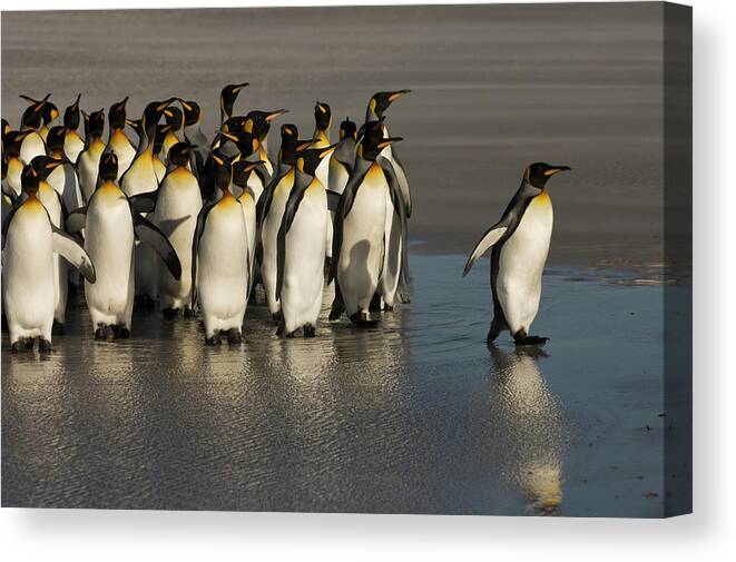 00439201 Canvas Print featuring the photograph King Penguins at Volunteer Point by Pete Oxford
