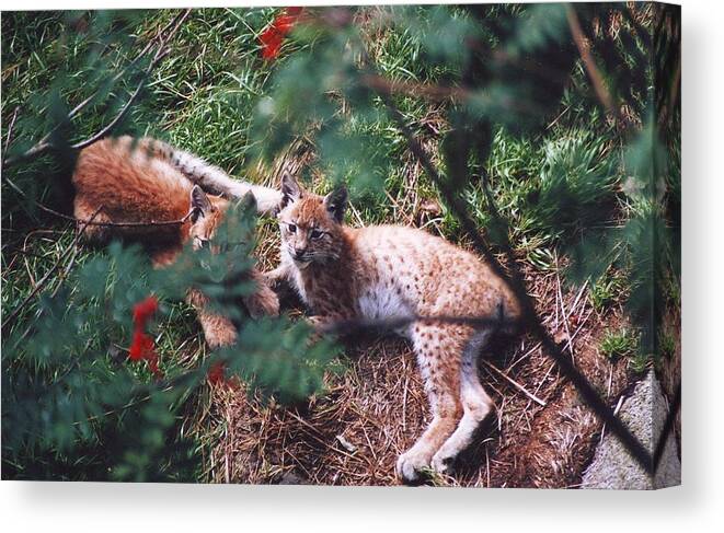 Eurasian Lynx Canvas Print featuring the photograph Kittens by Dimitry Papkov