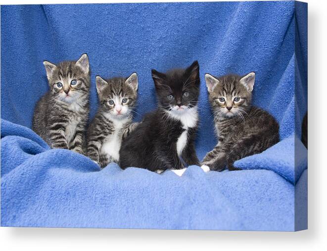 Feb0514 Canvas Print featuring the photograph Kittens Sitting On Blanket by Duncan Usher