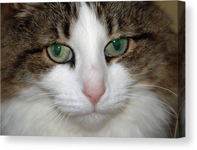 Cat Canvas Print featuring the photograph Kitty by Aimee L Maher ALM GALLERY