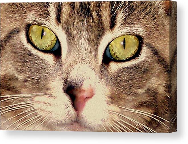 Cat Canvas Print featuring the photograph Kitty Green Eyes by Suzy Piatt
