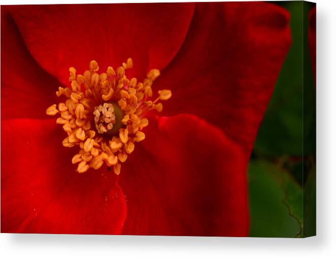 Red Canvas Print featuring the photograph Knockout by Wanda Brandon