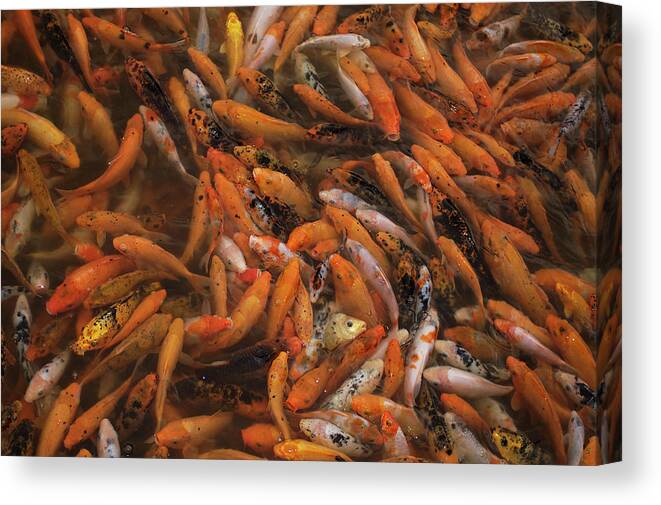 00210406 Canvas Print featuring the photograph Koi School China by Pete Oxford