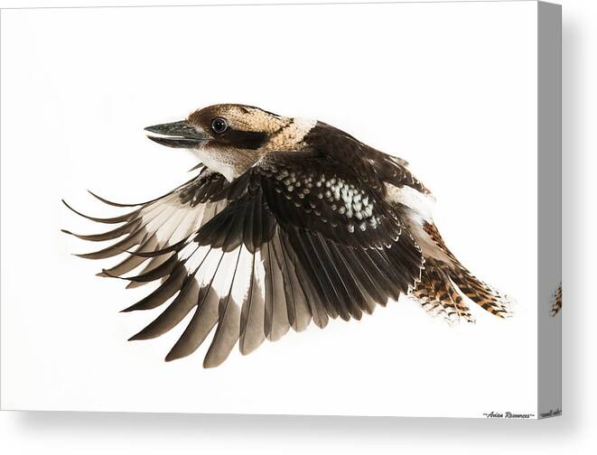 Avian Canvas Print featuring the photograph Kookabura in Flight by Avian Resources