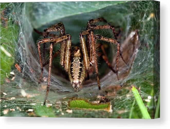 Agelena Labyrinthica Canvas Print featuring the photograph Labyrinth Spider In Its Web by Dr. John Brackenbury/science Photo Library