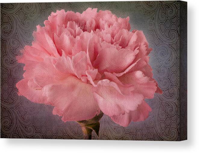 Pink Carnation Bloom Canvas Print featuring the photograph Carnation Fascination by Marina Kojukhova