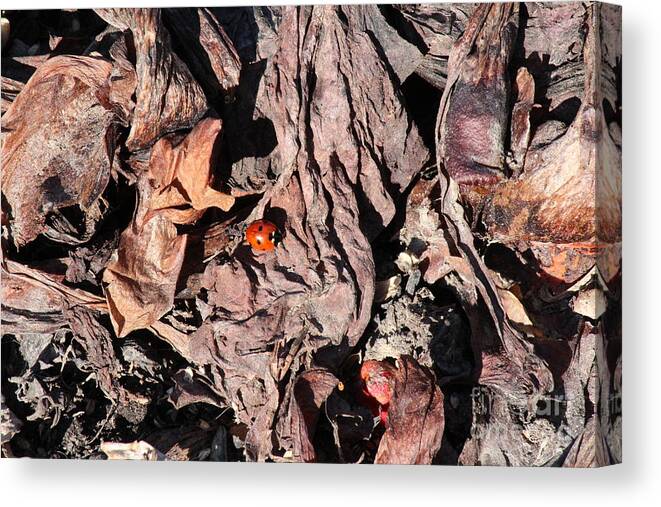 Lady Bug Canvas Print featuring the photograph Lady Bug in Spring by Ann E Robson