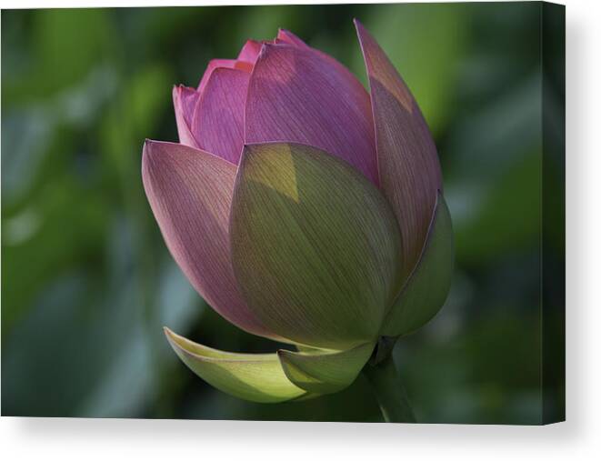 Lotus Canvas Print featuring the photograph Lady in Waiting by Cindy Lark Hartman