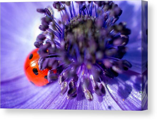 Ladybird Canvas Print featuring the photograph Ladybird having a snooze by Andrew Lalchan