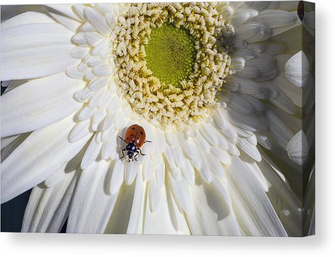 Ladybugs Bug Canvas Print featuring the photograph Ladybug by Garry Gay