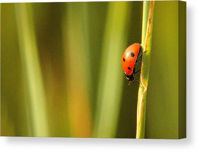  Canvas Print featuring the photograph Ladybug Refuge.. by Al Swasey