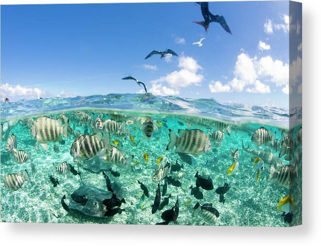Adventure Canvas Print featuring the photograph Lagoon Safari Trip Featuring Stingrays by Michele Benoy Westmorland