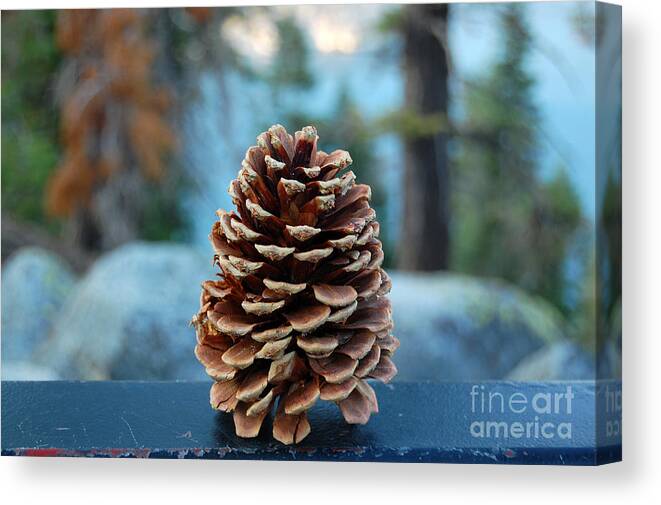 Lake Tahoe Canvas Print featuring the photograph Lake Tahoe Pine Cone by Debra Thompson