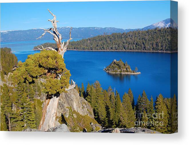 Lake Tahoe Canvas Print featuring the photograph Lake Tahoe Reaching Tree by Debra Thompson